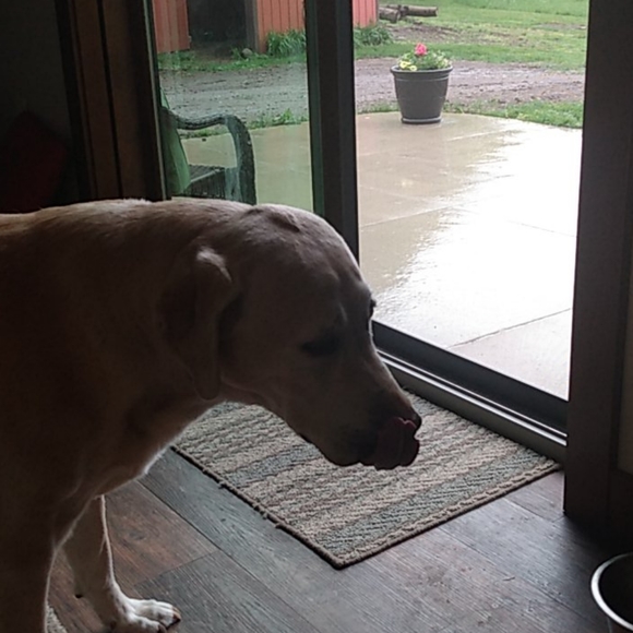 Meet your Posher, Colton - Picture 1 of 1